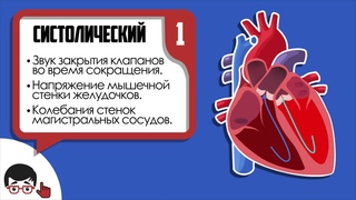 Аускультация сердца, основные тоны