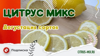 Дегустация Эксклюзивных Сортов цитрусовых от Цитрус Микс#цитрусовые #комнатныерастения