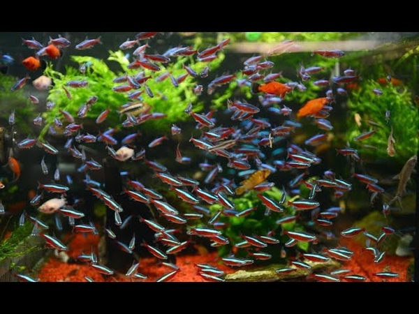 Perindah Aquascapemu Dengan 17 Jenis Ikan Jenis