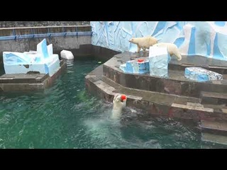 Медвежата из одного конуса сделали два.