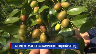 ЗИЗИФУС: МАССА ВИТАМИНОВ В ОДНОЙ ЯГОДЕ