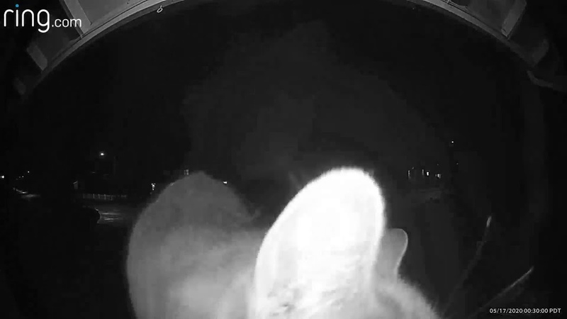 Cat uses Ring doorbell camera to ask to be let in the
