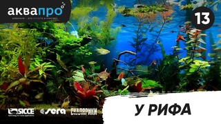 13. У рифа #АкваПро
