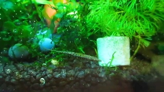 Индостома (Indostomus paradoxus)