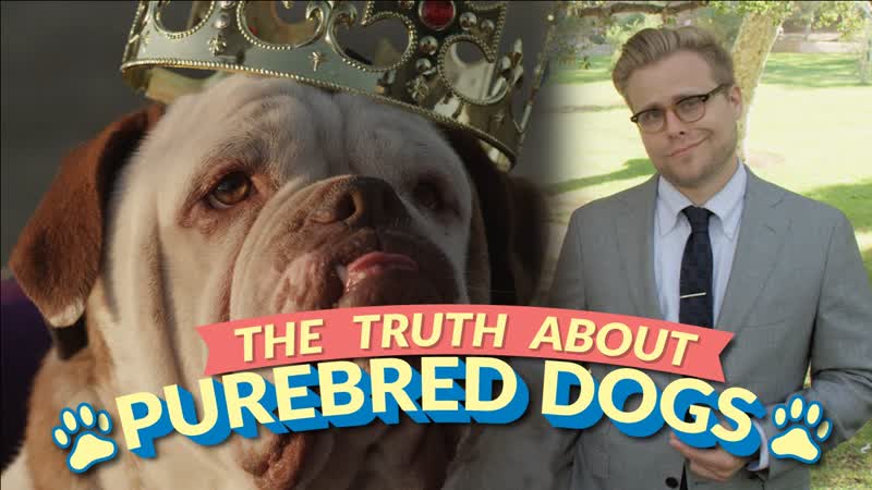 The Bizarre Truth About Purebred Dogs (and Why Mutts Are Better) Adam Ruins