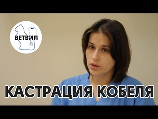 Кастрация кобелей