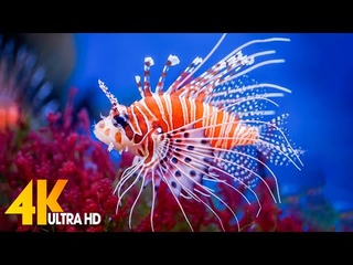 Aquarium 4K VIDEO (ULTRA HD) -  Beautiful Coral Reef Fish - Sleep Relaxing Meditation Music