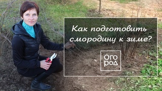 Как подготовить смородину к зиме: обрезка, подкормка, обработка