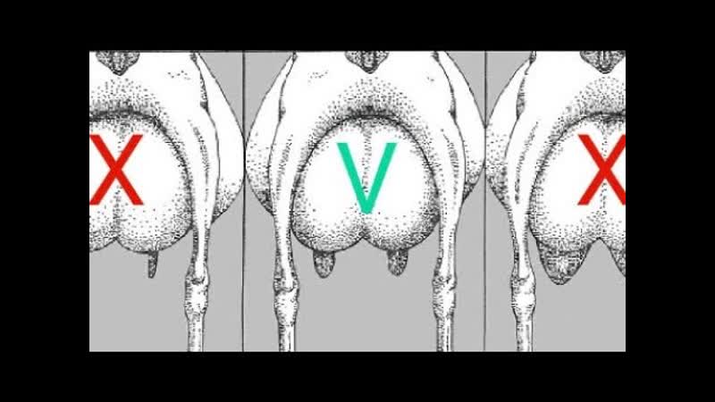 Как выбрать хорошую молочную козу, козла, козлёнка. Хорошие
