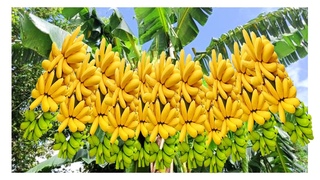 Growing banana tree from fruit