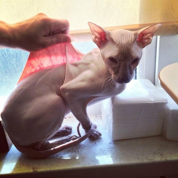 Даймонд сфинкс порода. Худые лысые кошки. Питание сфинкса канадского. Сфинкс похудел. Сфинкс похудел.