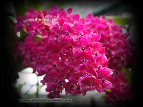 Thai Orchid орхидеи цветущие в