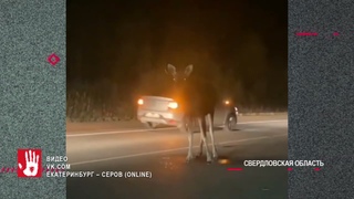 Лося заметили возле челябинского завода
