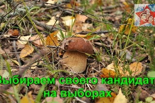 Грибы ушли на выборы. Тихая охота. Грибы 2016.
