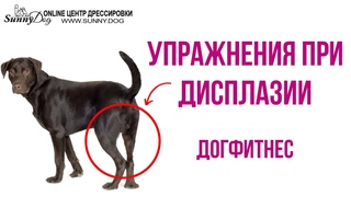 Упражнения для собак при дисплазии. Как правильно заниматься