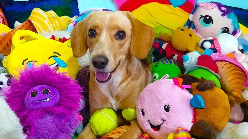 Funny Dog Taffy Ball and many
