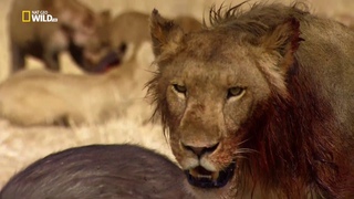 Nat Geo Wild..Душераздирающая драма,шок и слезы.Рискуя собой,чтобы спасти другую львицу(см с 34 мин)