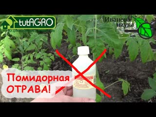 ХУДШЕЕ УДОБРЕНИЕ ДЛЯ ТОМАТОВ! С этим удобрением ВЕРШИННОЙ ГНИЛИ не избежать!