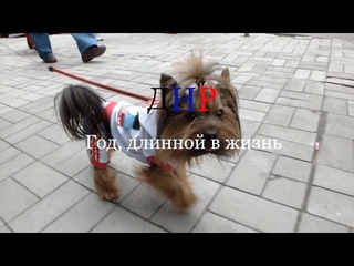 ДНР.  Год длиной в жизнь.  2-я часть