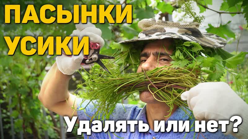 Пасынки, усики на винограде Удалять или