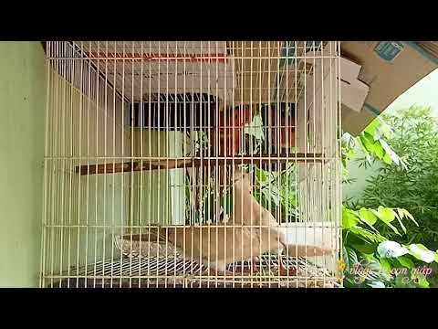 chim cu gáy gạ tình