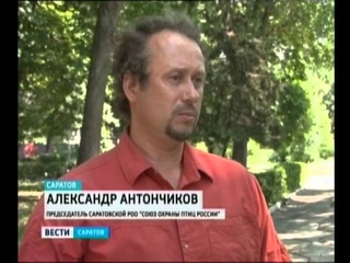 В Саратове стало слишком много ворон