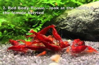 Bloody Mary Shrimp