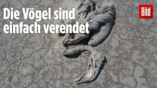 Drohnen-Video aus der Trkei: Tausende Flamingos sind gestorben