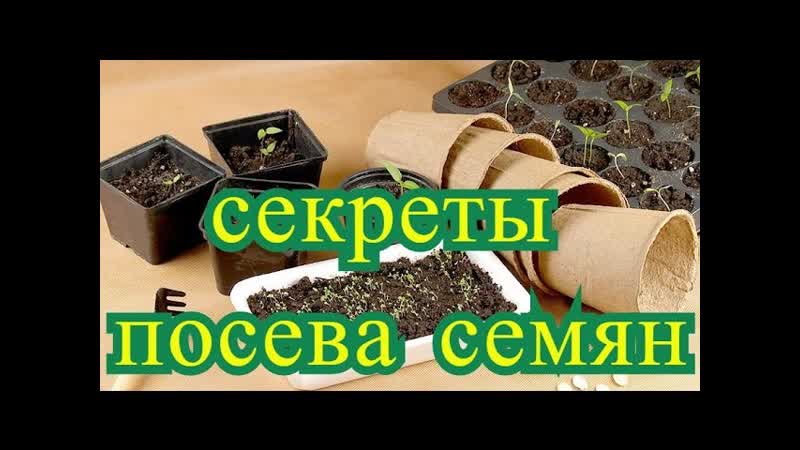 Секреты посева семян и выращивания