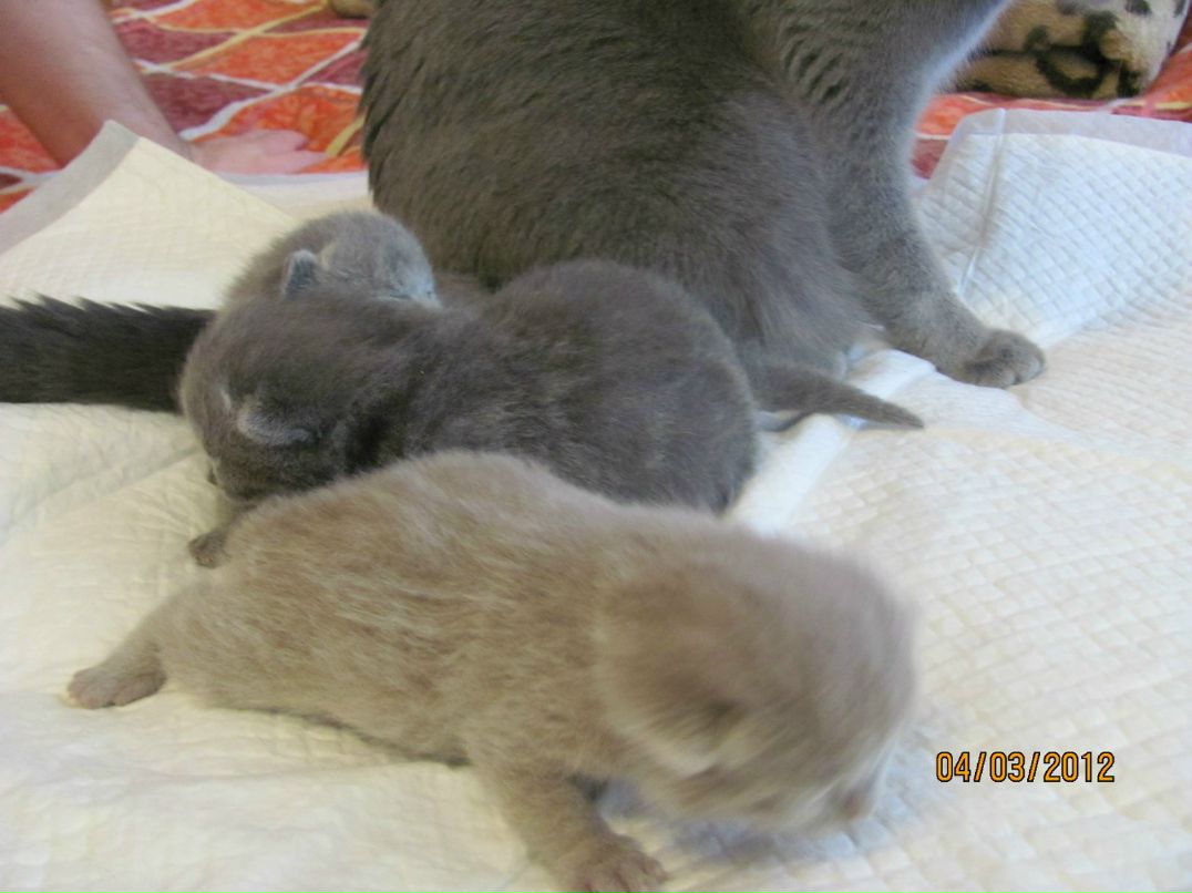 Игорь Илюхин | Калининград