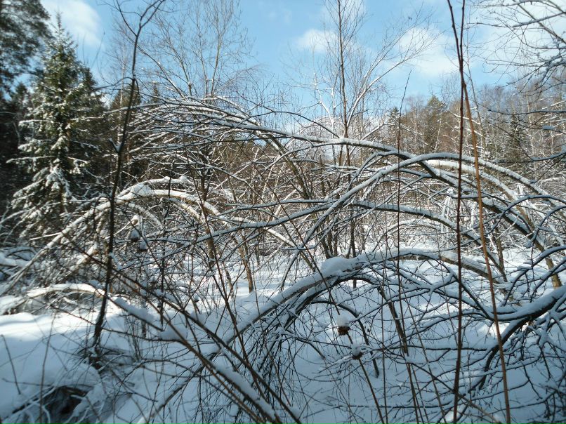 Наталья Реброва | Балашиха