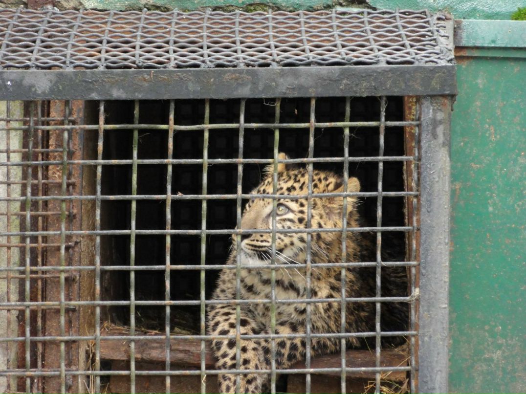 Евгения Левченко | Севастополь