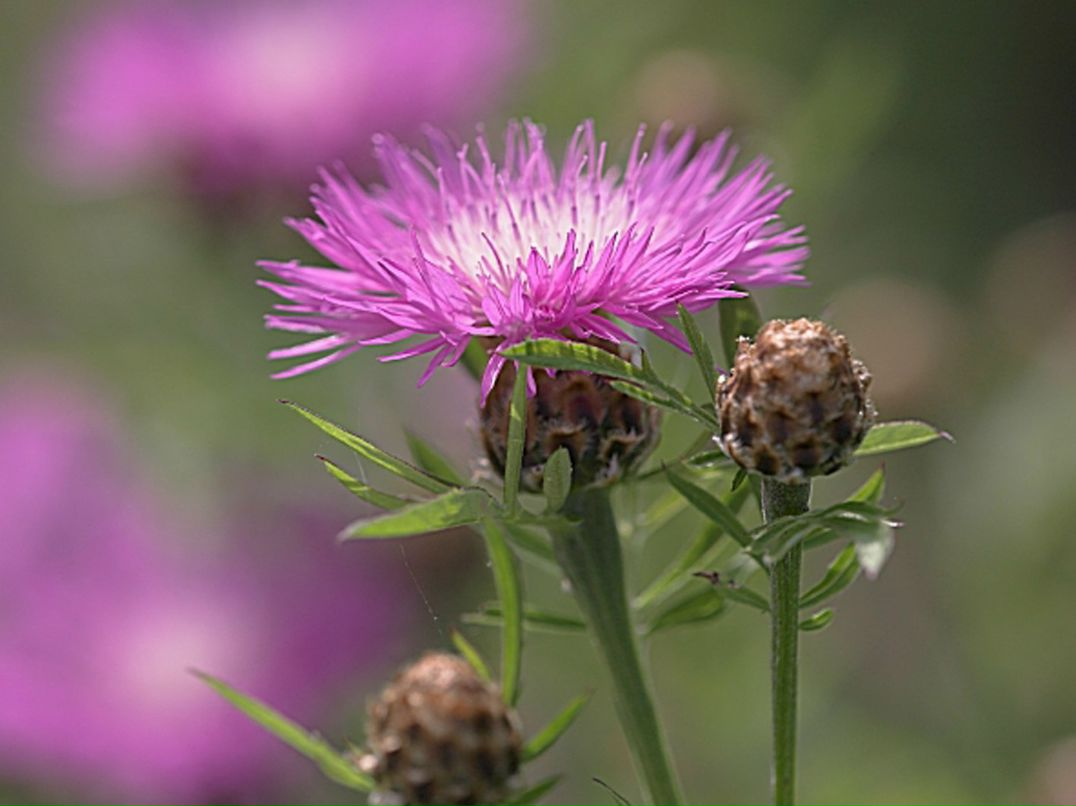 Дана Иванова ζ | Санкт-Петербург