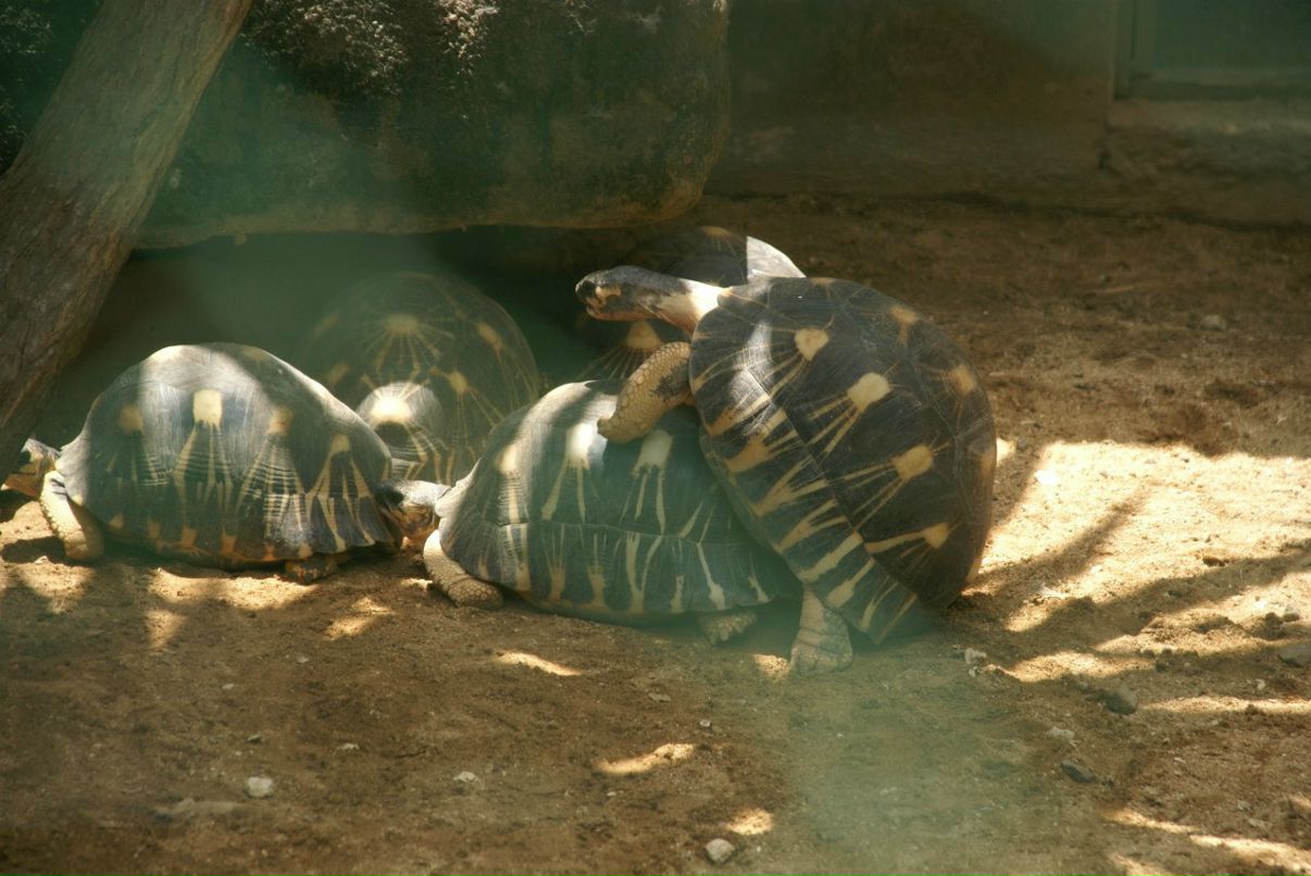 Дарья Звёздкина | Москва