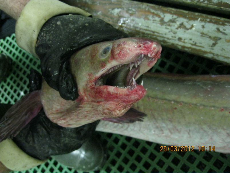 №63, Яна Федоренко, Мурманск №63, Яна Федоренко, Мурманск