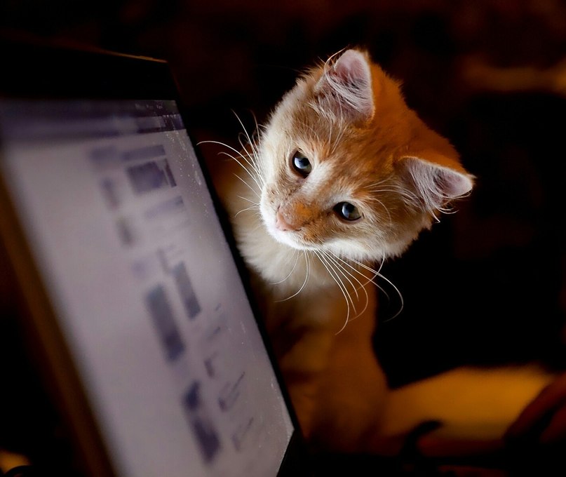 Алекс Новикевич | 