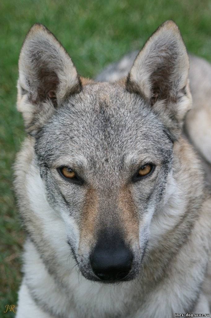 Radik Шихов St.Rhodes | Киров