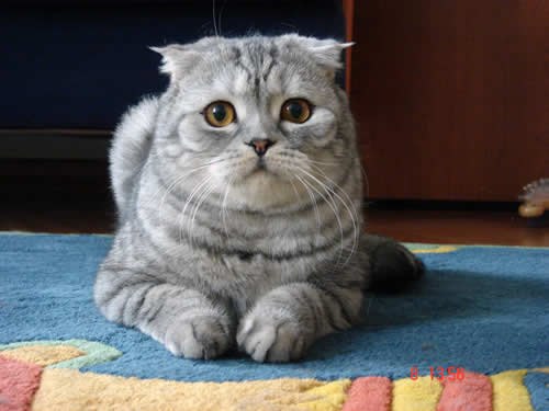 Сергей Епифанцев | Tacoma