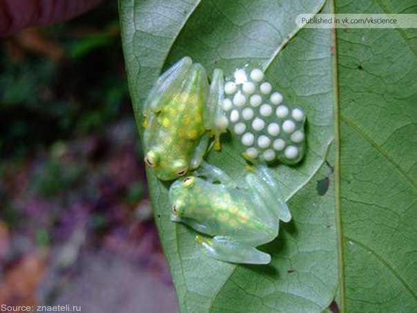 Александр Петрунько | La Ceiba