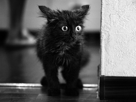 №86, Александр Маковецкий №86, Александр Маковецкий