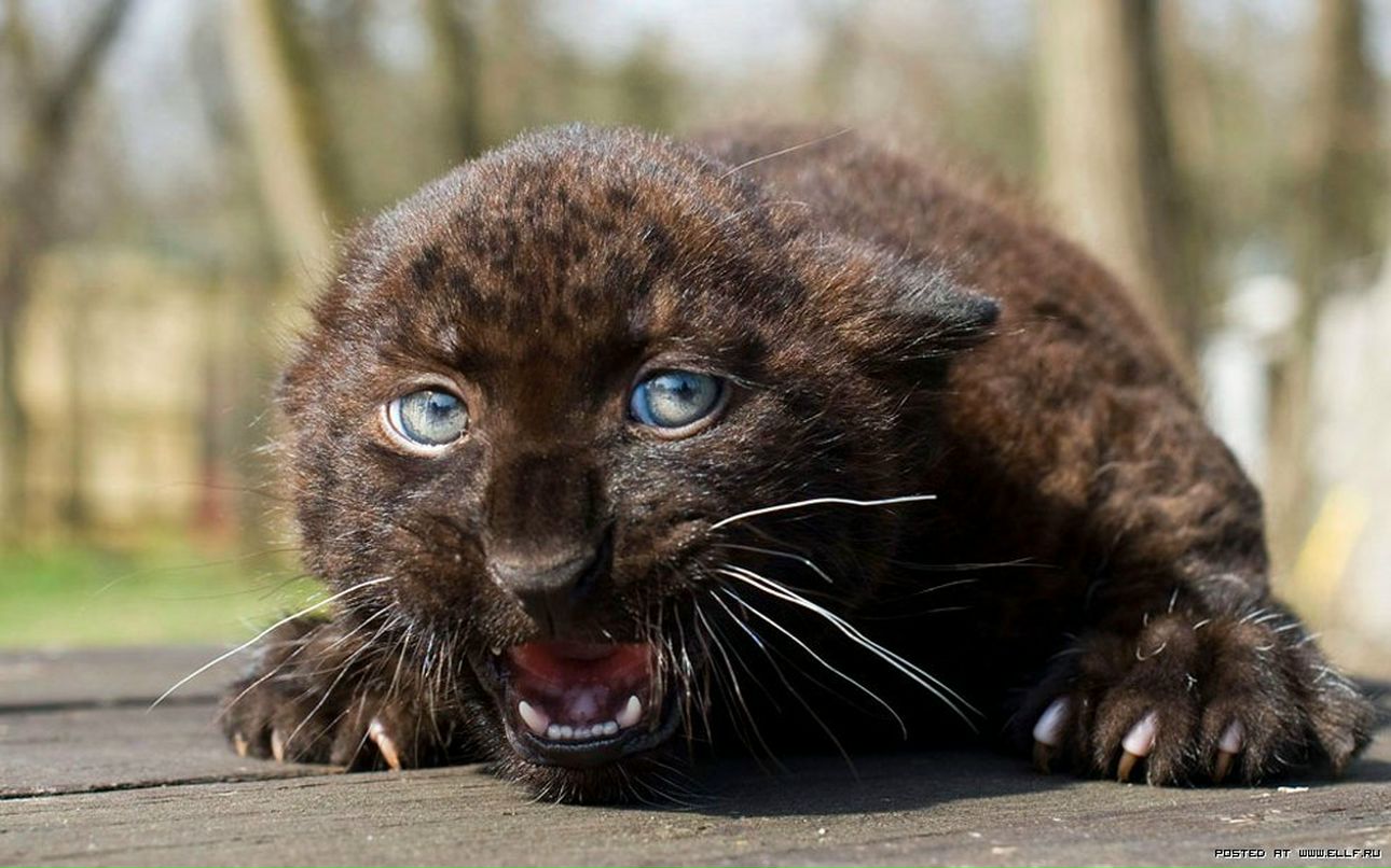 Сергей Дьячков Васильевич | Москва