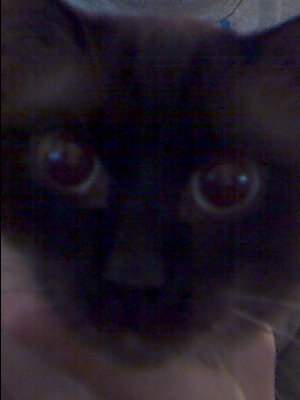 Евгений Цепеш | Иерусалим