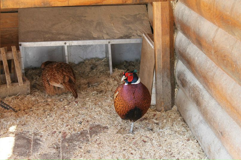 Аня Лочехина | Санкт-Петербург