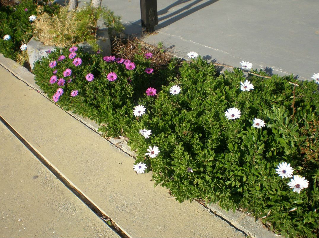 Галина Пашукова | 