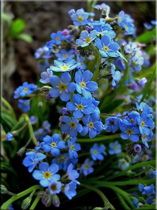 Анжела Стараева | Москва