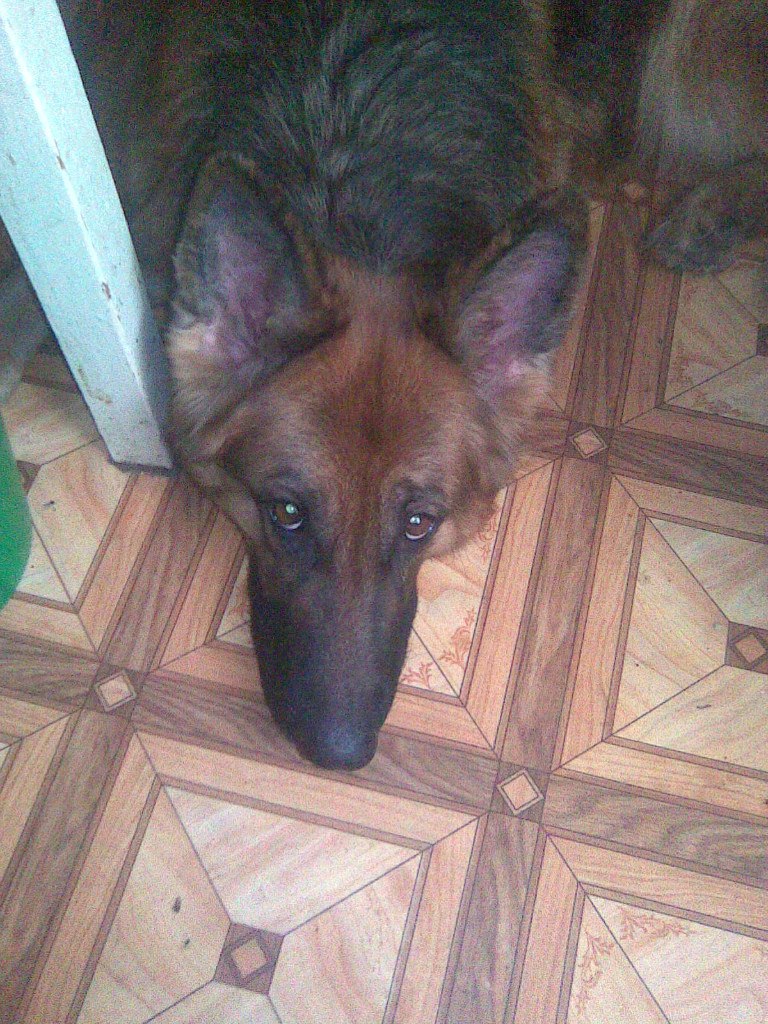 Анна Серова | Вологда