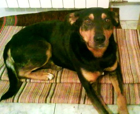 Юлия Товкес | 