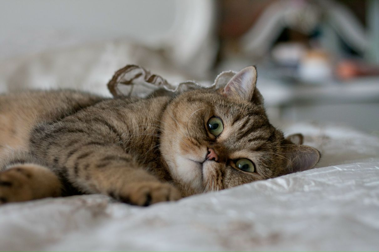 Марина Каганова | Москва