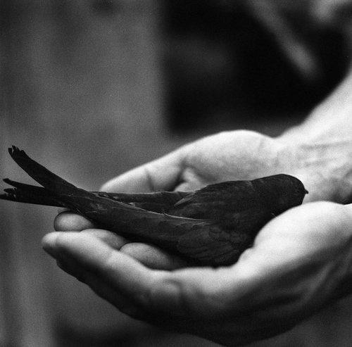 Лилия Цикул | Псков