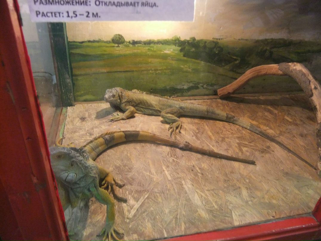 Иван Бучельников | Лесной